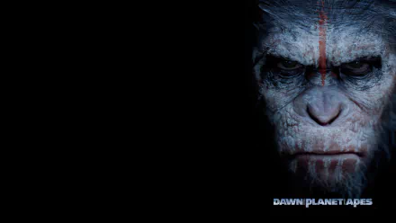 A dramatic close-up of an ape's fierce face from Dawn of the Planet of the Apes, featuring striking details against a dark background, serving as an engaging HD desktop wallpaper.