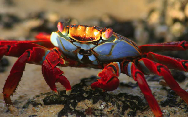 Animal crab HD Desktop Wallpaper | Background Image