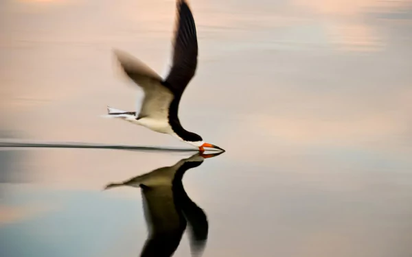 bird Animal Black Skimmer HD Desktop Wallpaper | Background Image