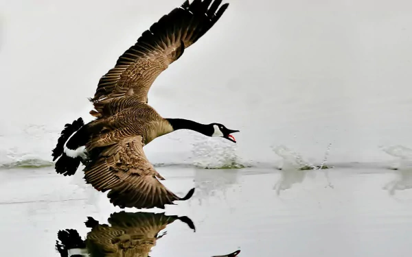 bird Animal canada goose HD Desktop Wallpaper | Background Image