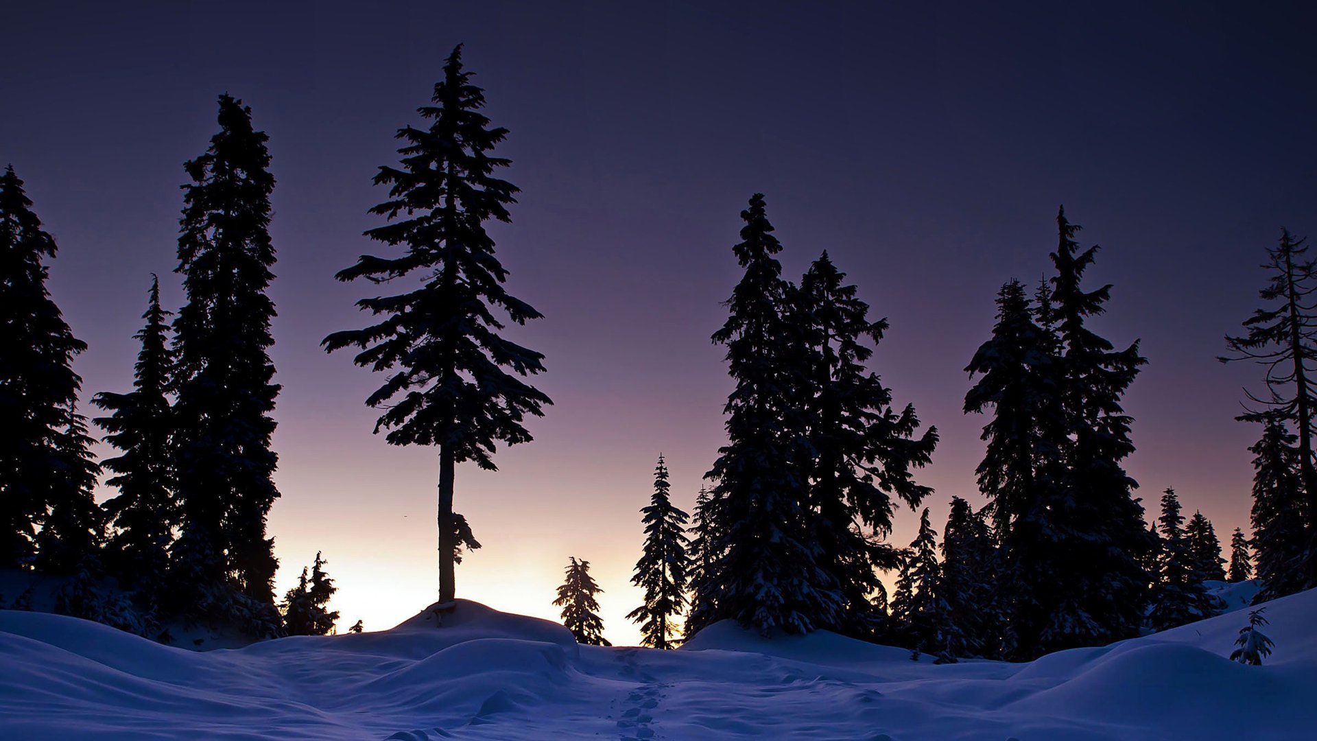 A serene winter landscape with tall pine trees silhouetted against a twilight sky, captured in 4K Ultra HD for a striking PC desktop wallpaper.