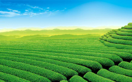 Lush green man-made tea plantation under a clear blue sky, captured in vibrant HD for a desktop wallpaper background.