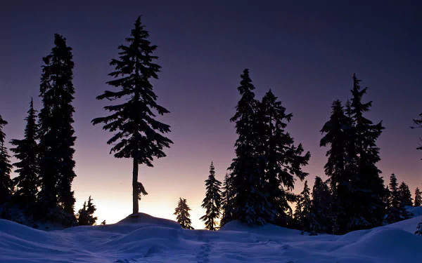 A serene winter landscape with tall pine trees silhouetted against a twilight sky, captured in 4K Ultra HD for a striking PC desktop wallpaper.