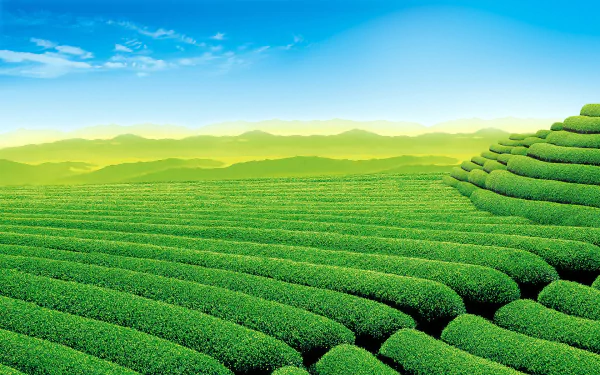 Lush green man-made tea plantation under a clear blue sky, captured in vibrant HD for a desktop wallpaper background.