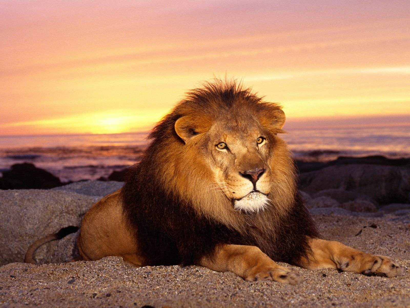 A majestic lion rests on the sandy terrain, basking in the warm glow of a vibrant sunset over the ocean, creating a stunning HD desktop wallpaper.