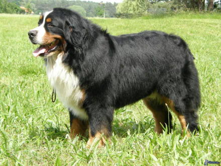HD desktop wallpaper featuring a Bernese Mountain Dog standing on green grass, showcasing its thick black, white, and brown fur.