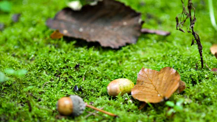 leaf plant nature acorn HD Desktop Wallpaper | Background Image