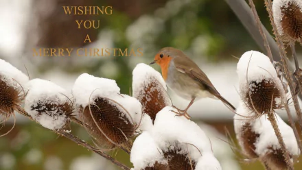 A European robin perched on snow-covered branches, accompanied by the text Wishing You a Merry Christmas, creating a festive holiday atmosphere in this HD desktop wallpaper.