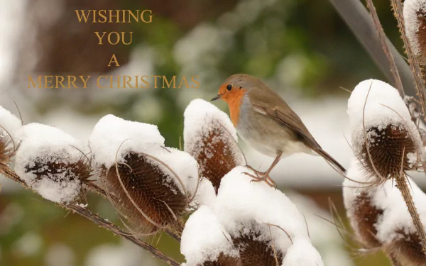 A European robin perched on snow-covered branches, accompanied by the text Wishing You a Merry Christmas, creating a festive holiday atmosphere in this HD desktop wallpaper.