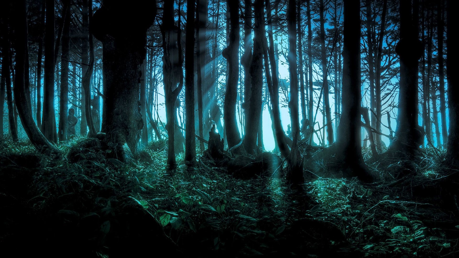 Fantasy Forest HD Wallpaper