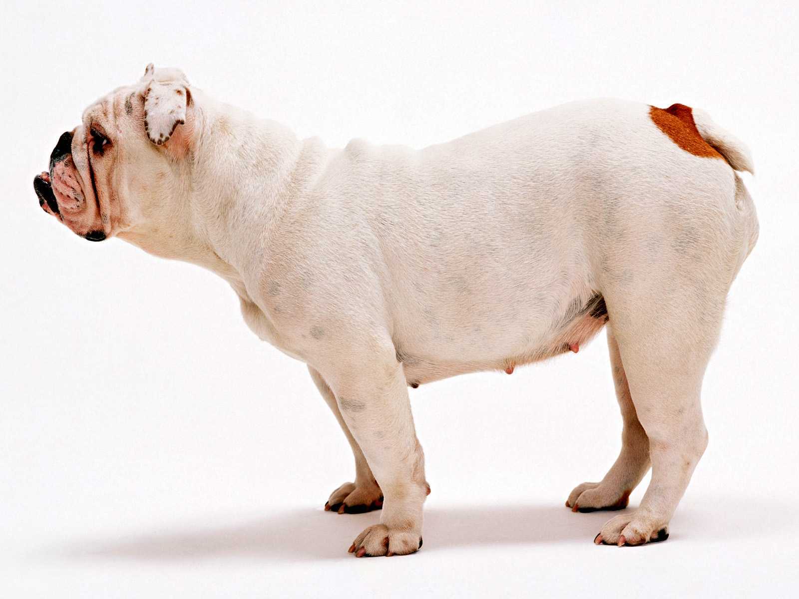Animal Bulldog HD Wallpaper | Background Image