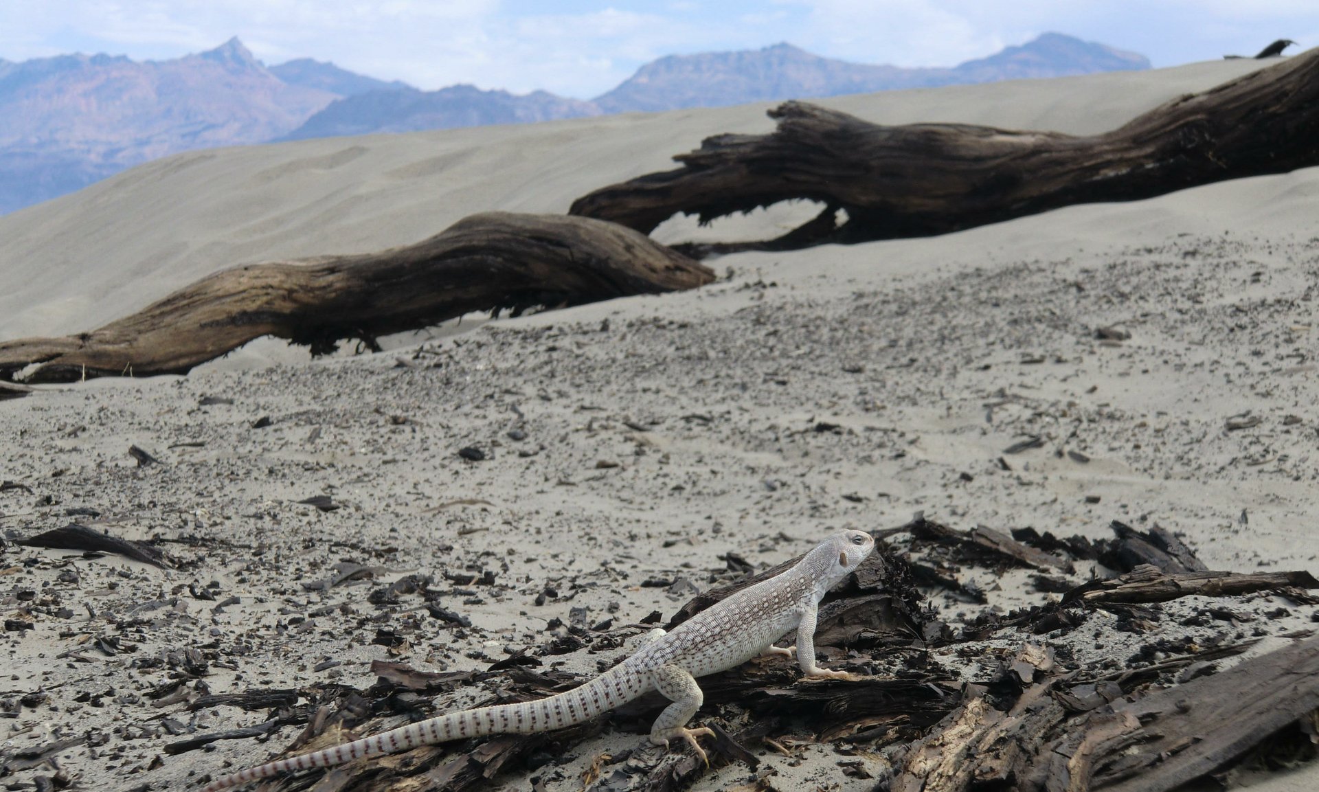 Lizard traversing sun-baked Death Valley desert dunes with weathered driftwood, a nature scene presented as a 2K Quad HD PC desktop wallpaper and background.
