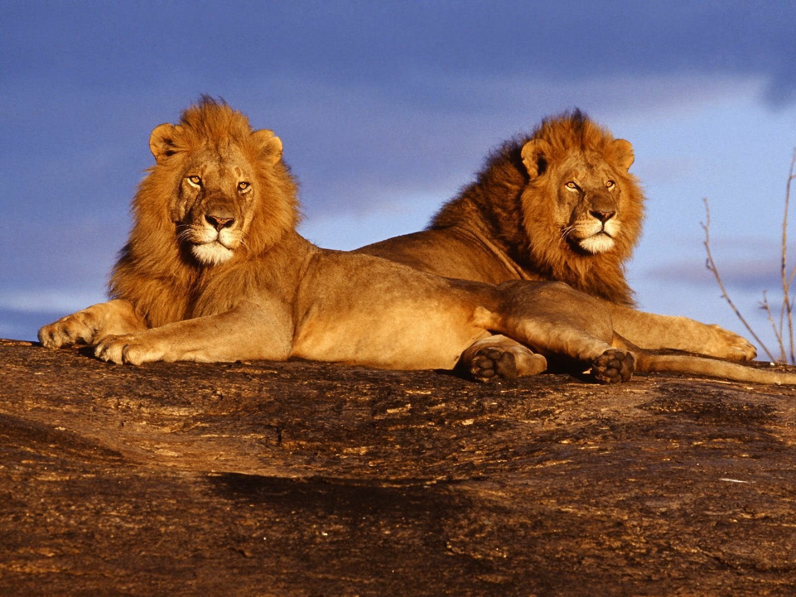 Two majestic lions lounge together on rocky terrain under a dramatic sky, captured in high definition, creating a stunning animal-themed desktop wallpaper.