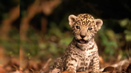 A close-up of a playful young jaguar cub, showcasing its distinctive spots and expressive face against a natural, lush background. An engaging HD desktop wallpaper for animal lovers.