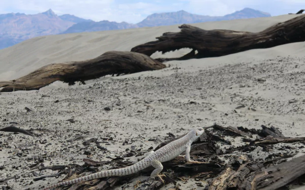  Death Valley