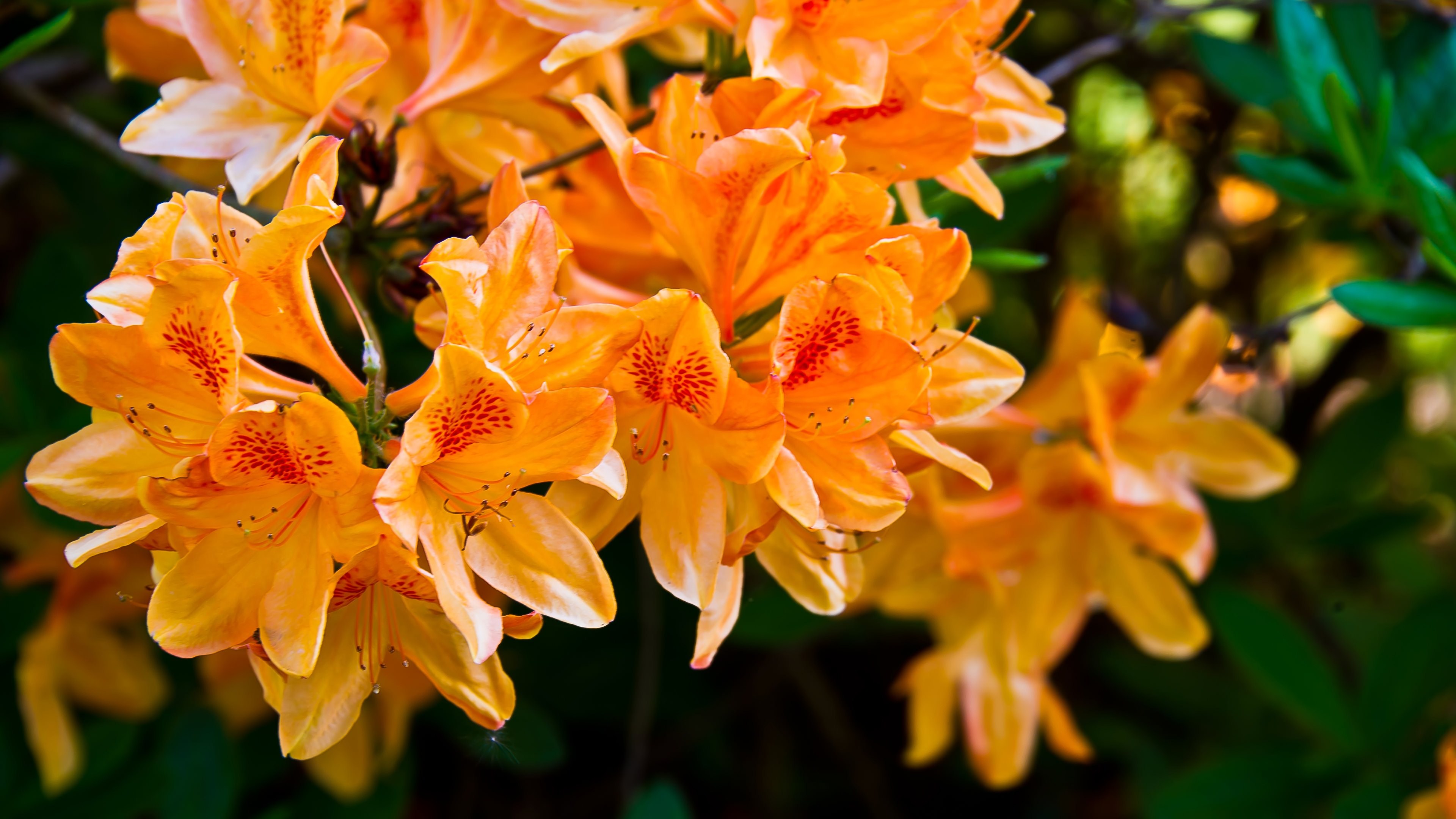 Download Nature Flower 4k Ultra HD Wallpaper