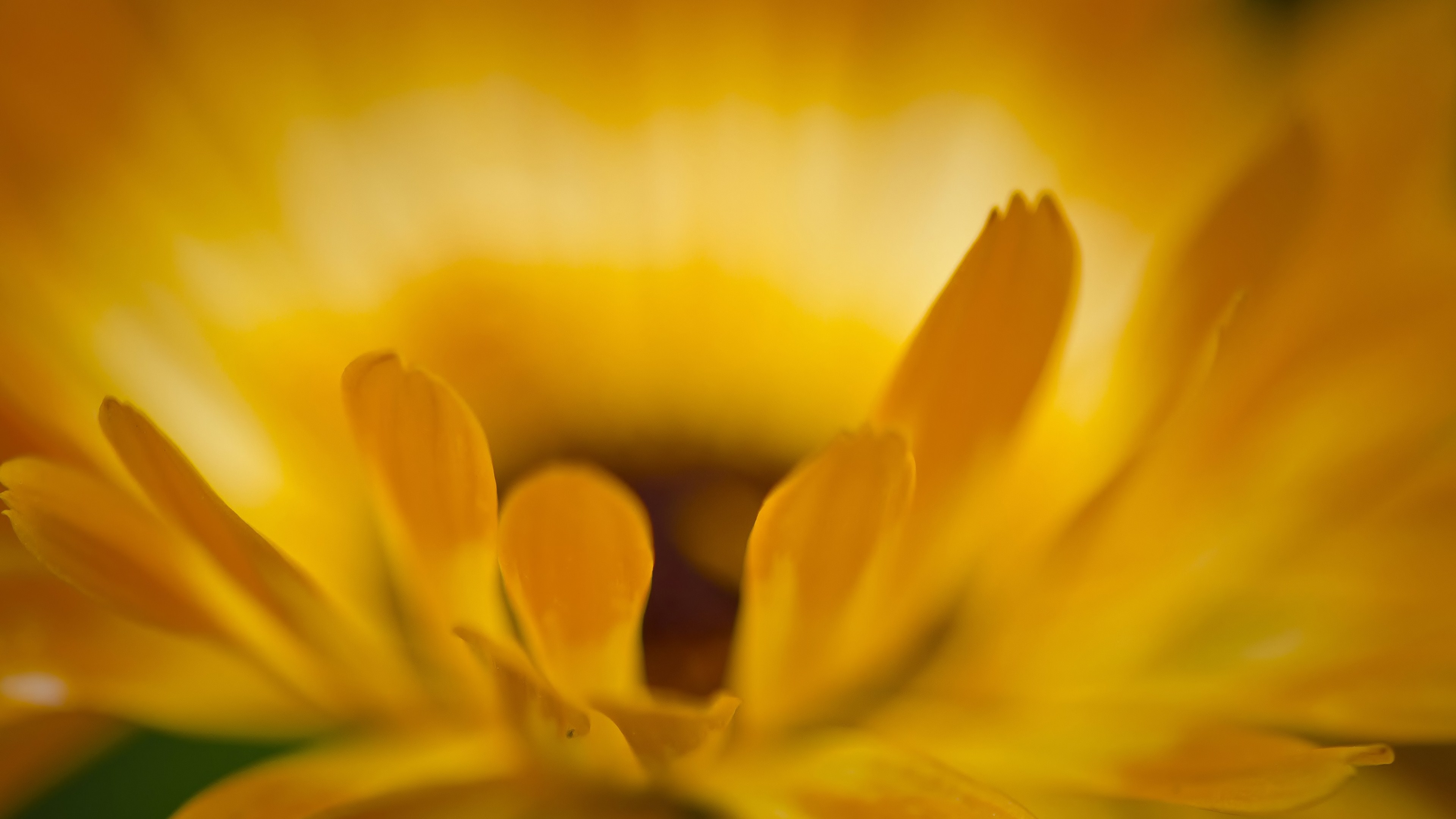 Download Nature Flower 4k Ultra HD Wallpaper