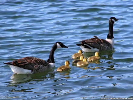 A serene scene featuring two adult geese swimming alongside their fluffy ducklings in a shimmering blue lake, making for a tranquil HD PC desktop wallpaper and background.