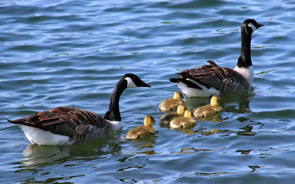 A serene scene featuring two adult geese swimming alongside their fluffy ducklings in a shimmering blue lake, making for a tranquil HD PC desktop wallpaper and background.