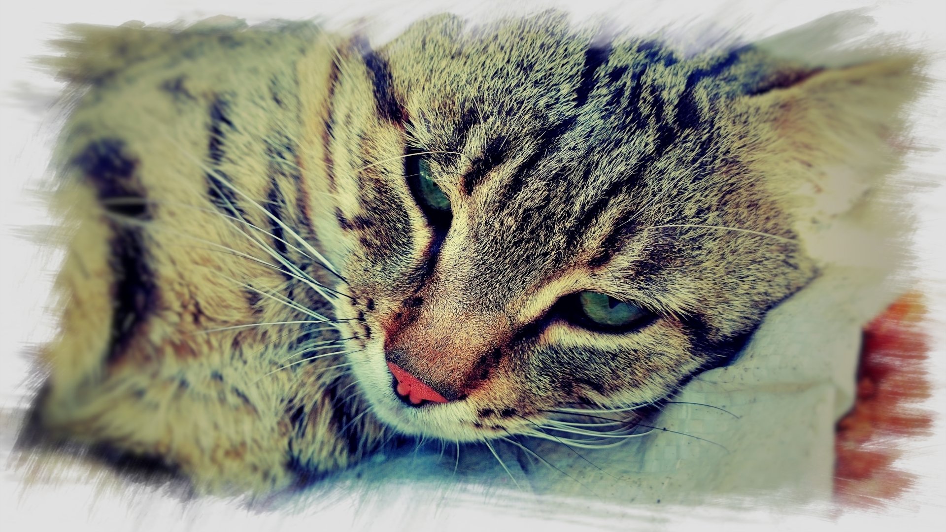 Close-up HD desktop wallpaper of a relaxed tabby cat with green eyes lying down, showcasing detailed fur and soft lighting.