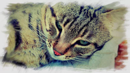 Close-up HD desktop wallpaper of a relaxed tabby cat with green eyes lying down, showcasing detailed fur and soft lighting.