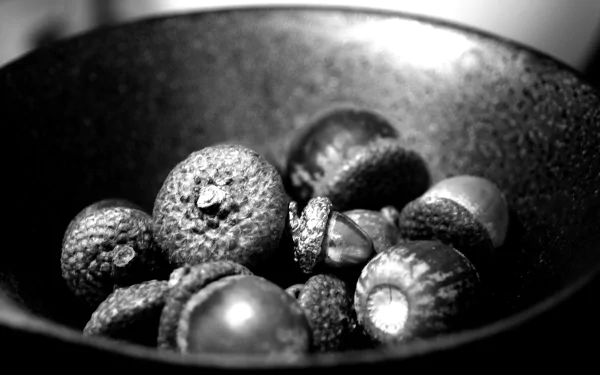 nature acorn HD Desktop Wallpaper | Background Image