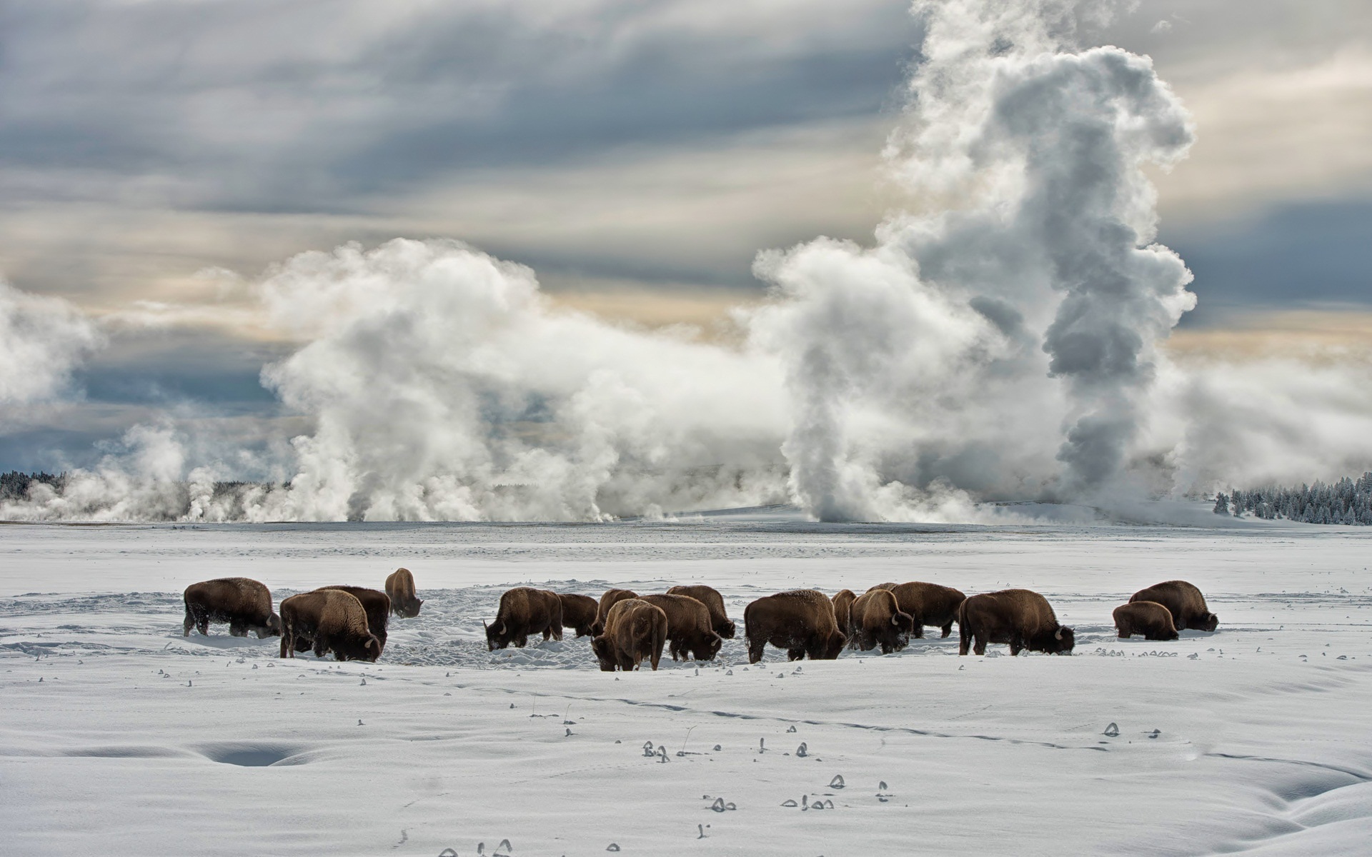 Nature Yellowstone National Park HD Wallpaper