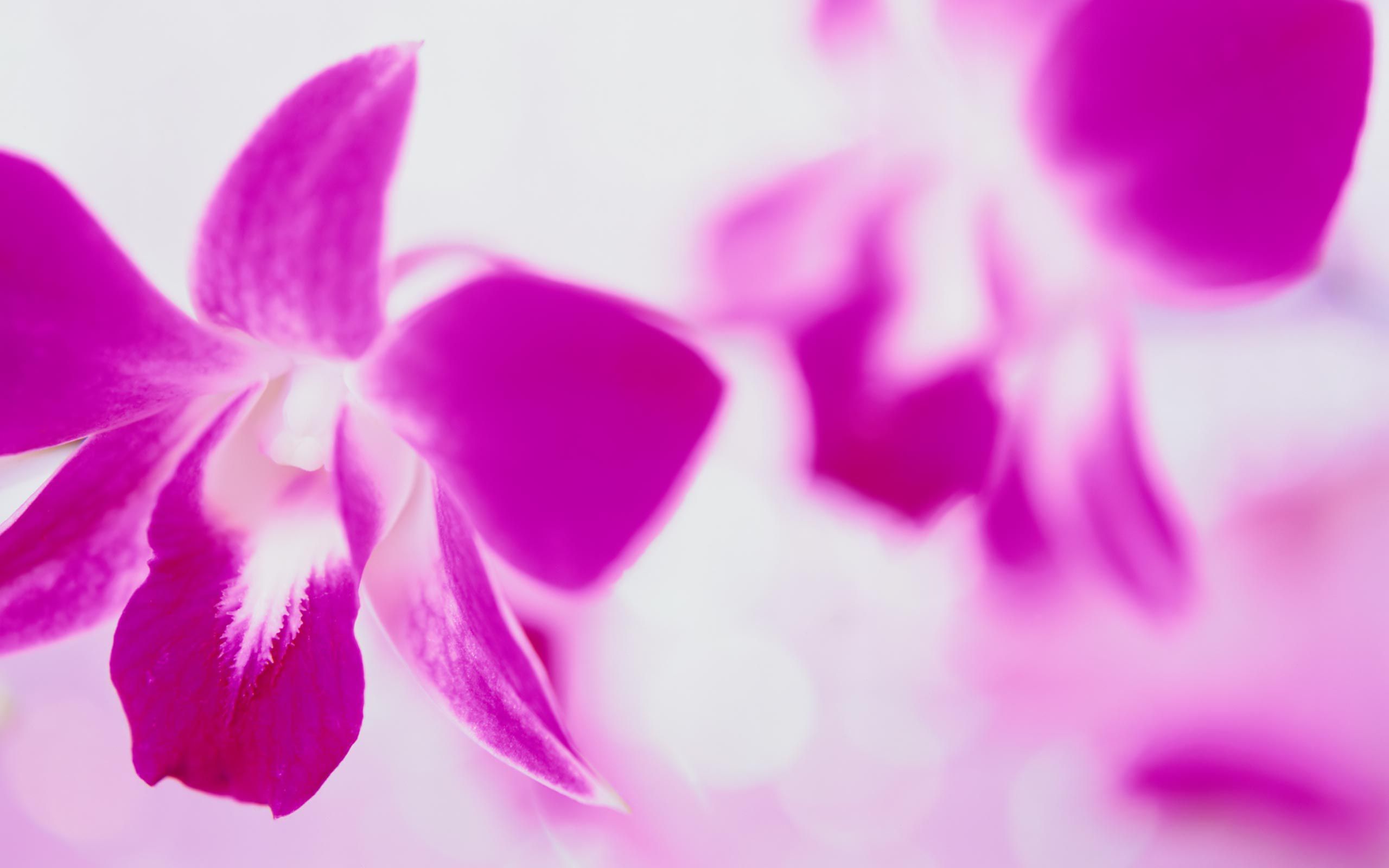 Download Flower Nature Orchid HD Wallpaper