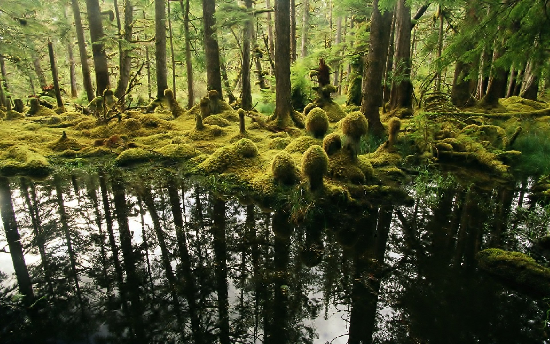 HD PC desktop wallpaper and background: moss‑covered forest with tree trunks mirrored in calm water, a tranquil nature reflection.