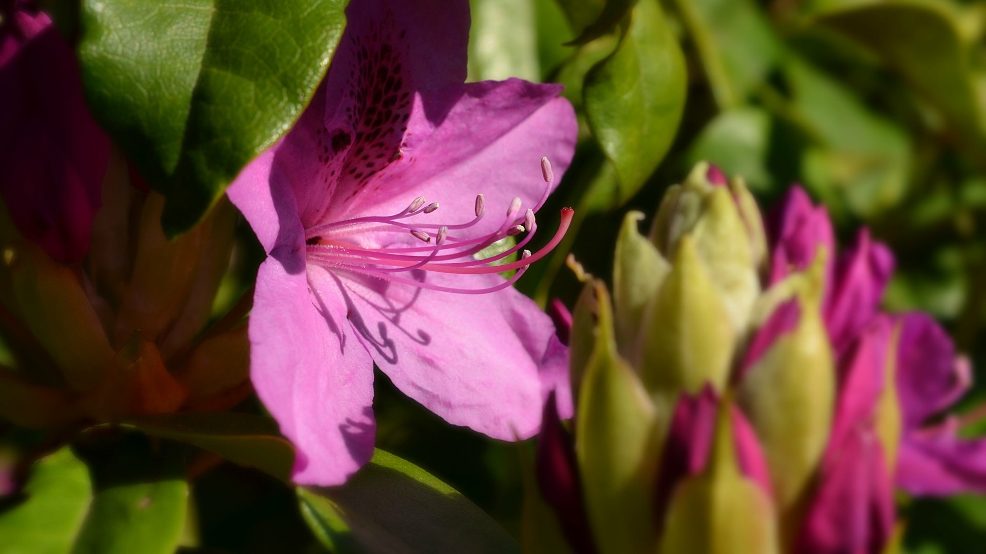 A vibrant pink flower in full bloom surrounded by green leaves and buds, captured in crisp detail as a 4K Ultra HD nature desktop wallpaper.