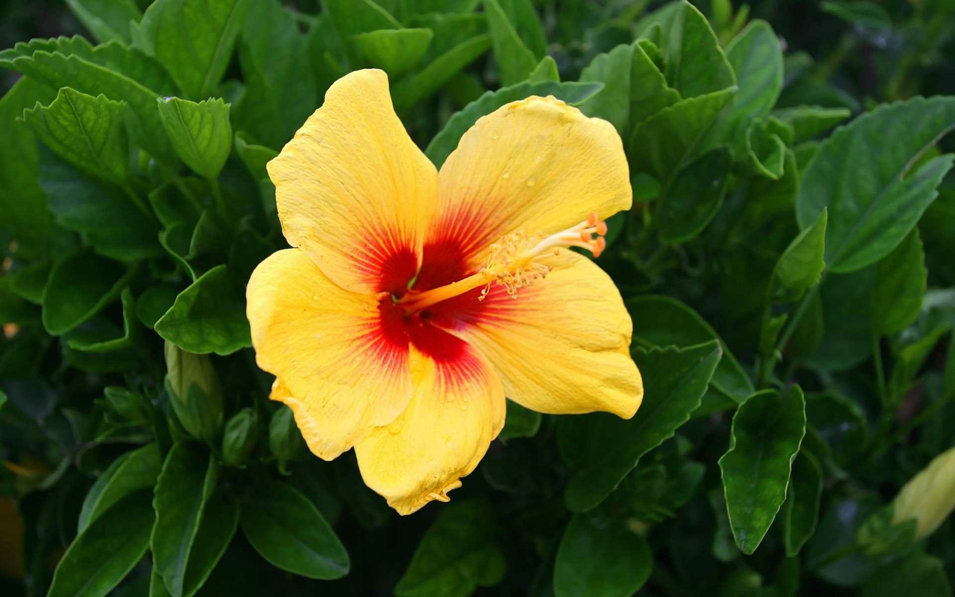 HD PC desktop wallpaper: yellow hibiscus flower with red center amid glossy green leaves — nature background.