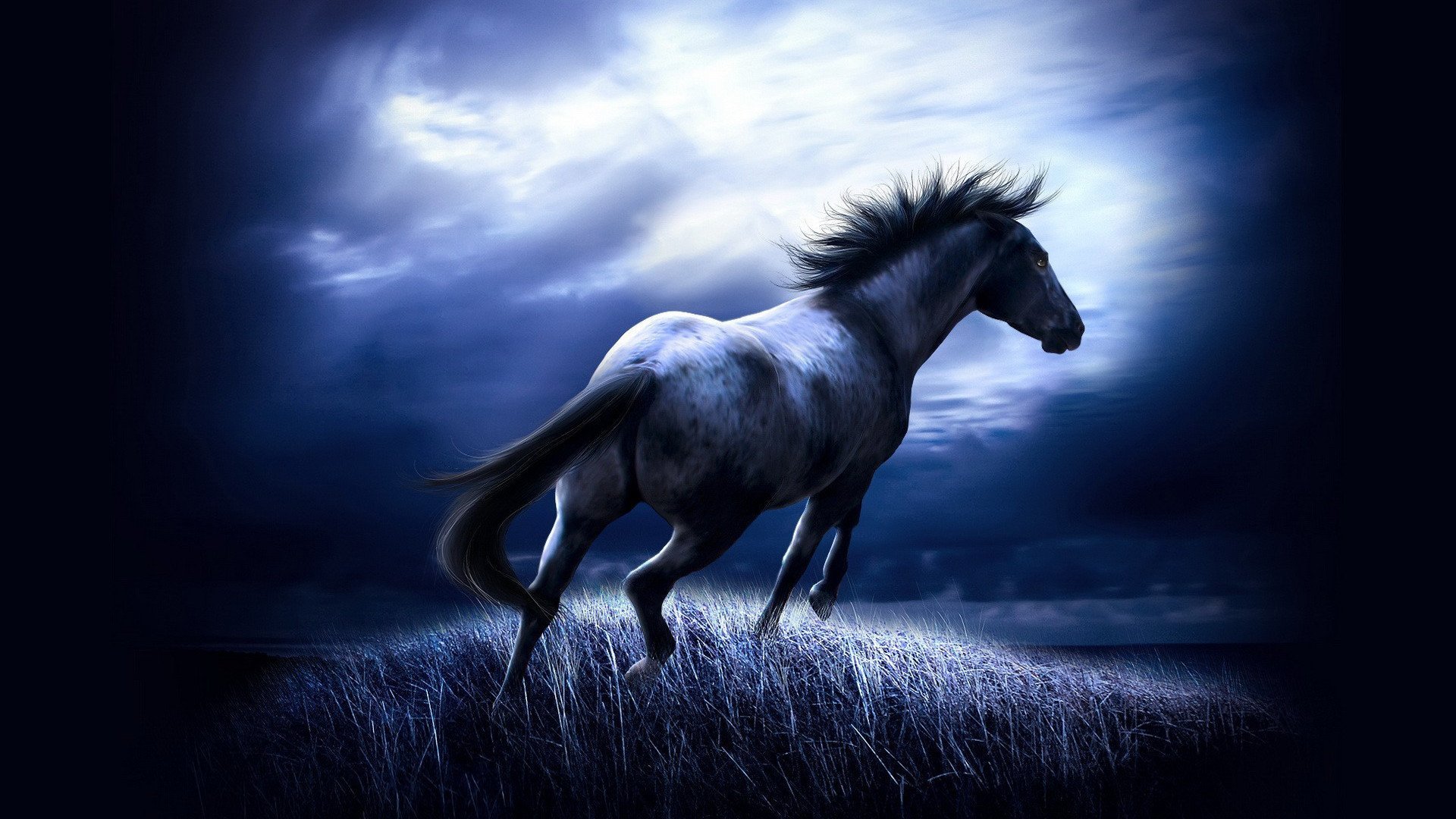 Animal Horse HD Wallpaper