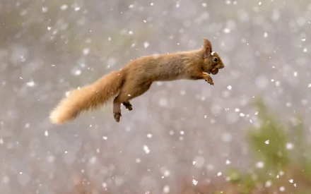 HD PC desktop wallpaper featuring a red squirrel in mid-leap with snowflakes falling in a natural outdoor setting.
