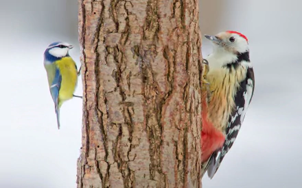 HD PC desktop wallpaper featuring a close-up of two birds—a blue tit and a great spotted woodpecker—clinging to opposite sides of a tree trunk.
