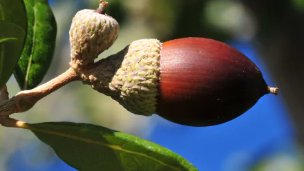 nature acorn HD Desktop Wallpaper | Background Image