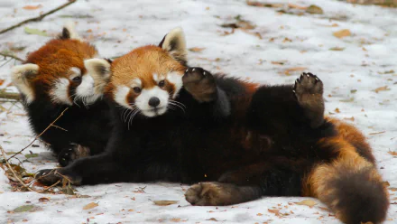 Two adorable red pandas play in the snow, showcasing their vibrant orange fur and playful nature. This HD wallpaper captures the charm of these captivating animals.
