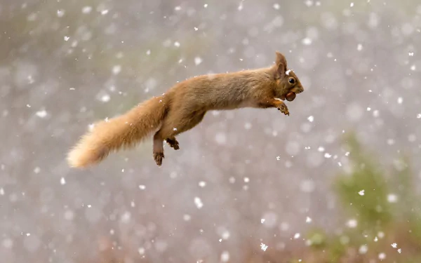 HD PC desktop wallpaper featuring a red squirrel in mid-leap with snowflakes falling in a natural outdoor setting.
