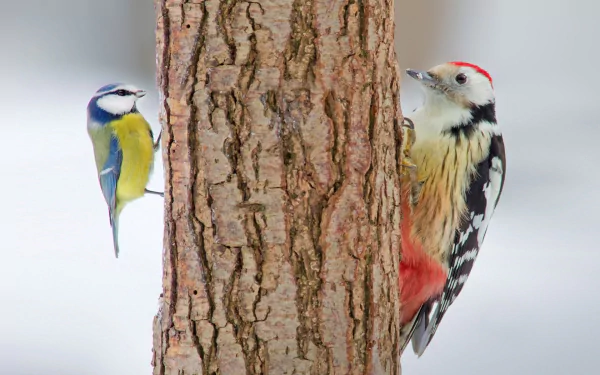 HD PC desktop wallpaper featuring a close-up of two birds—a blue tit and a great spotted woodpecker—clinging to opposite sides of a tree trunk.