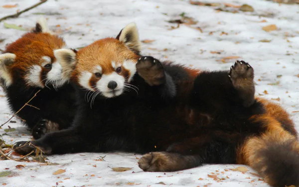 Two adorable red pandas play in the snow, showcasing their vibrant orange fur and playful nature. This HD wallpaper captures the charm of these captivating animals.