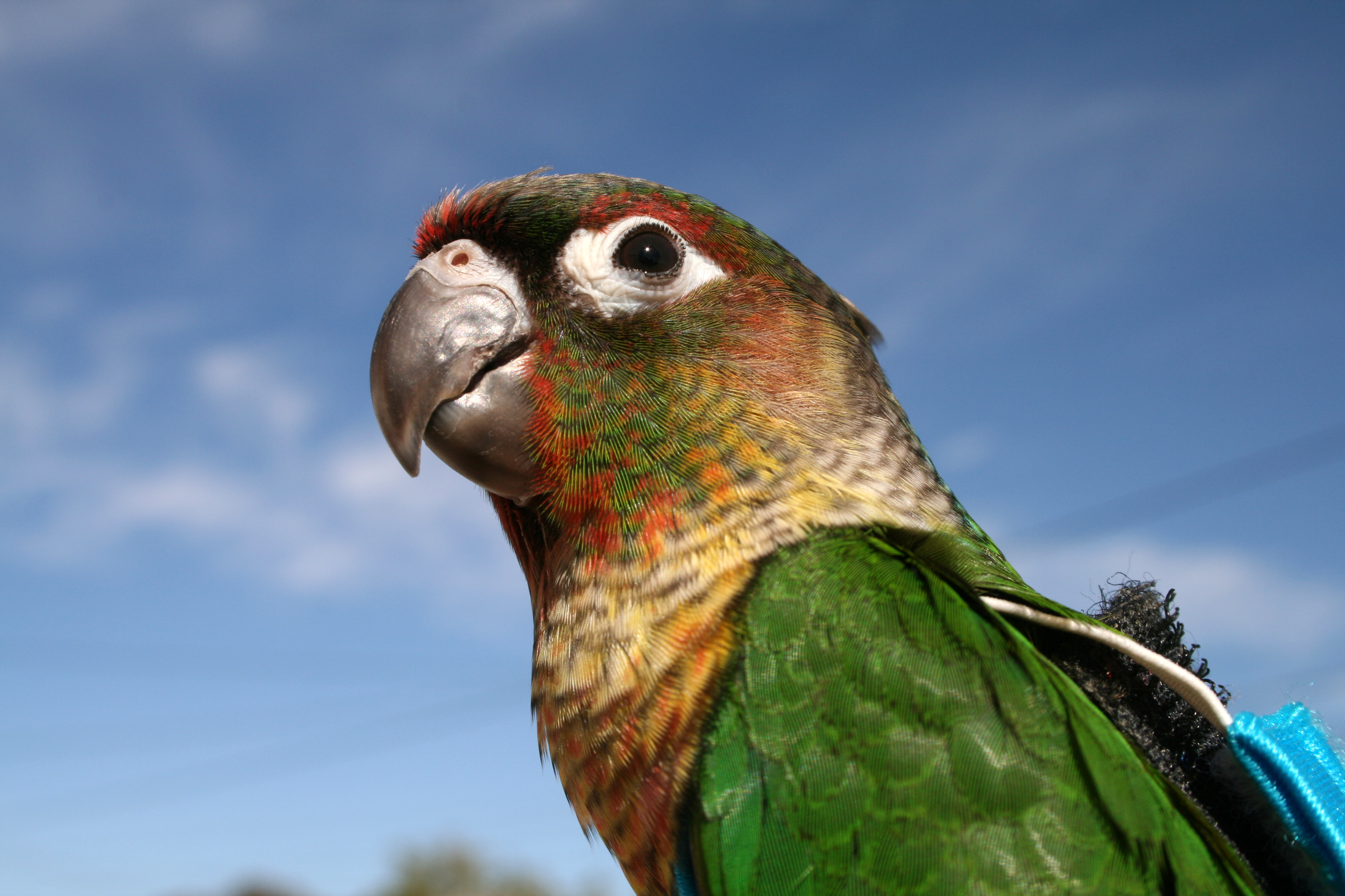 Зеленый попугай без смс