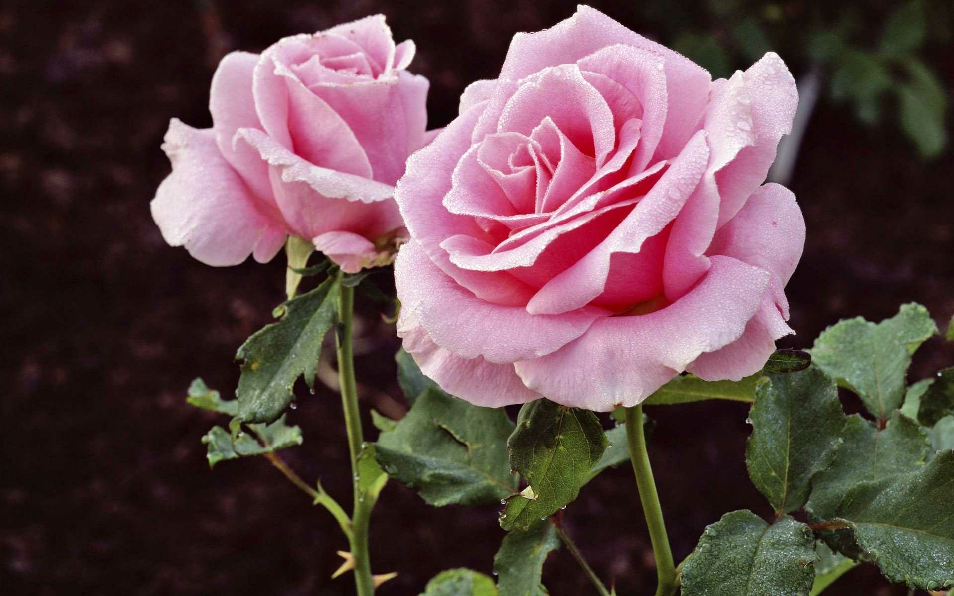 HD PC desktop wallpaper of two dewy pink roses with green leaves against dark soil, a nature-themed background.