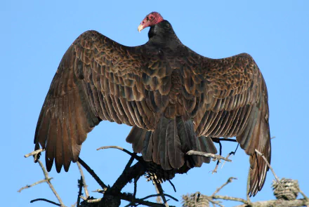  Them vultures