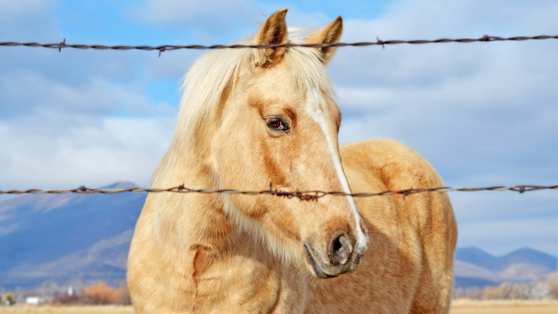 A close-up of a golden horse standing near barbed wire, set against a backdrop of blue skies and mountains, captured as a stunning 4K Ultra HD desktop wallpaper.