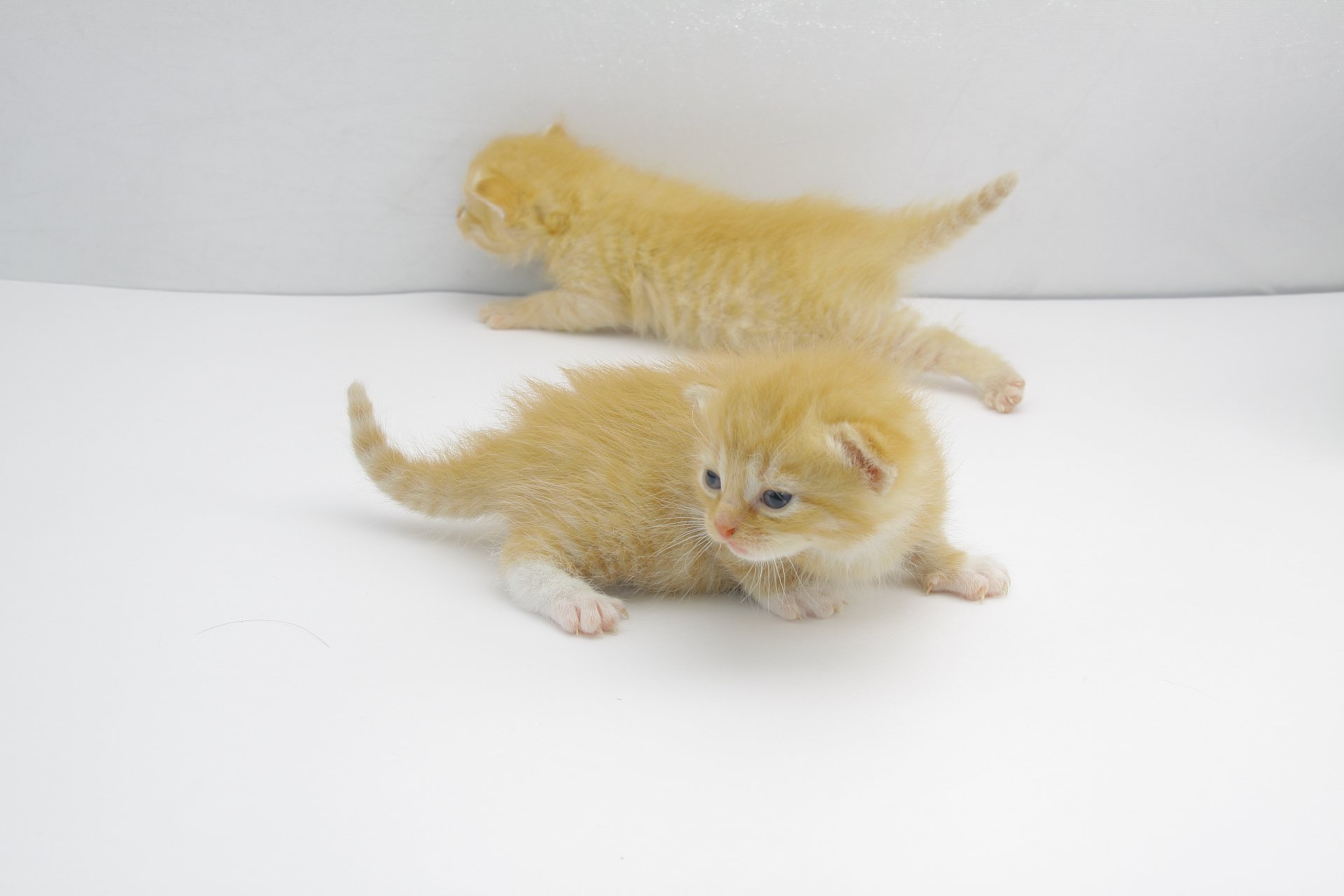 A playful pair of orange kittens explore a bright white background, showcasing their adorable features in a vibrant 4K Ultra HD resolution.