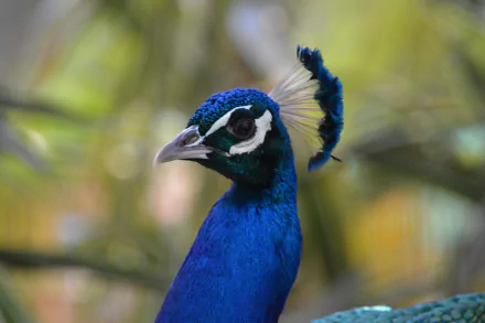 A vibrant blue peacock's head, showcasing its striking colors and unique plumage details, set against a blurred natural background. This image serves as a stunning 4K Ultra HD desktop wallpaper.