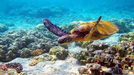 A vibrant underwater scene featuring a turtle gracefully swimming over coral reefs. This HD wallpaper captures the beauty of marine life and its natural habitat.