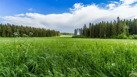 nature field HD Desktop Wallpaper | Background Image