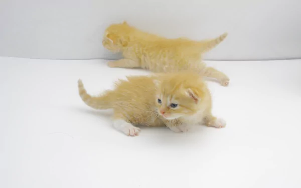 A playful pair of orange kittens explore a bright white background, showcasing their adorable features in a vibrant 4K Ultra HD resolution.