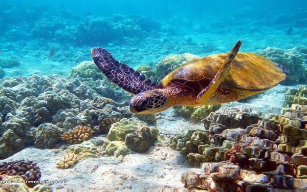 A vibrant underwater scene featuring a turtle gracefully swimming over coral reefs. This HD wallpaper captures the beauty of marine life and its natural habitat.