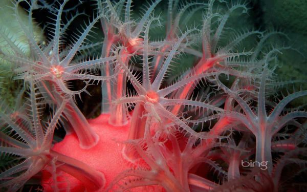 Animal sea life HD Desktop Wallpaper | Background Image